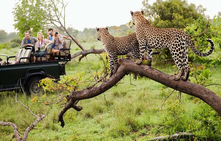 Du Lịch Nam Phi Tết 2025: Hà Nội - Johannesburg - Pretoria - Safari Game Lodge - Cape town - Vùng Rượu Vang Stellenbosch 8 Ngày Bay Singapore Airlines